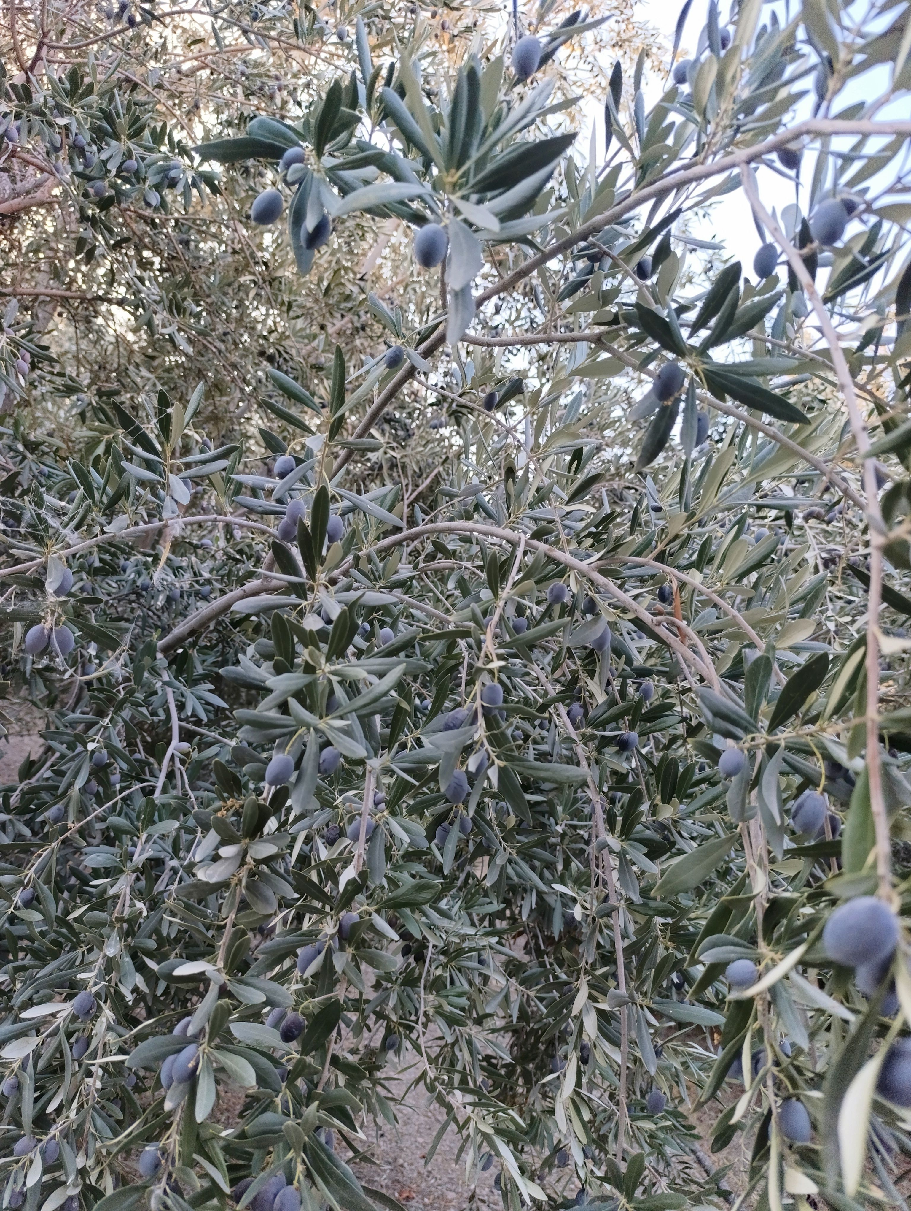 روغن زیتون اصل از باغ شخصی