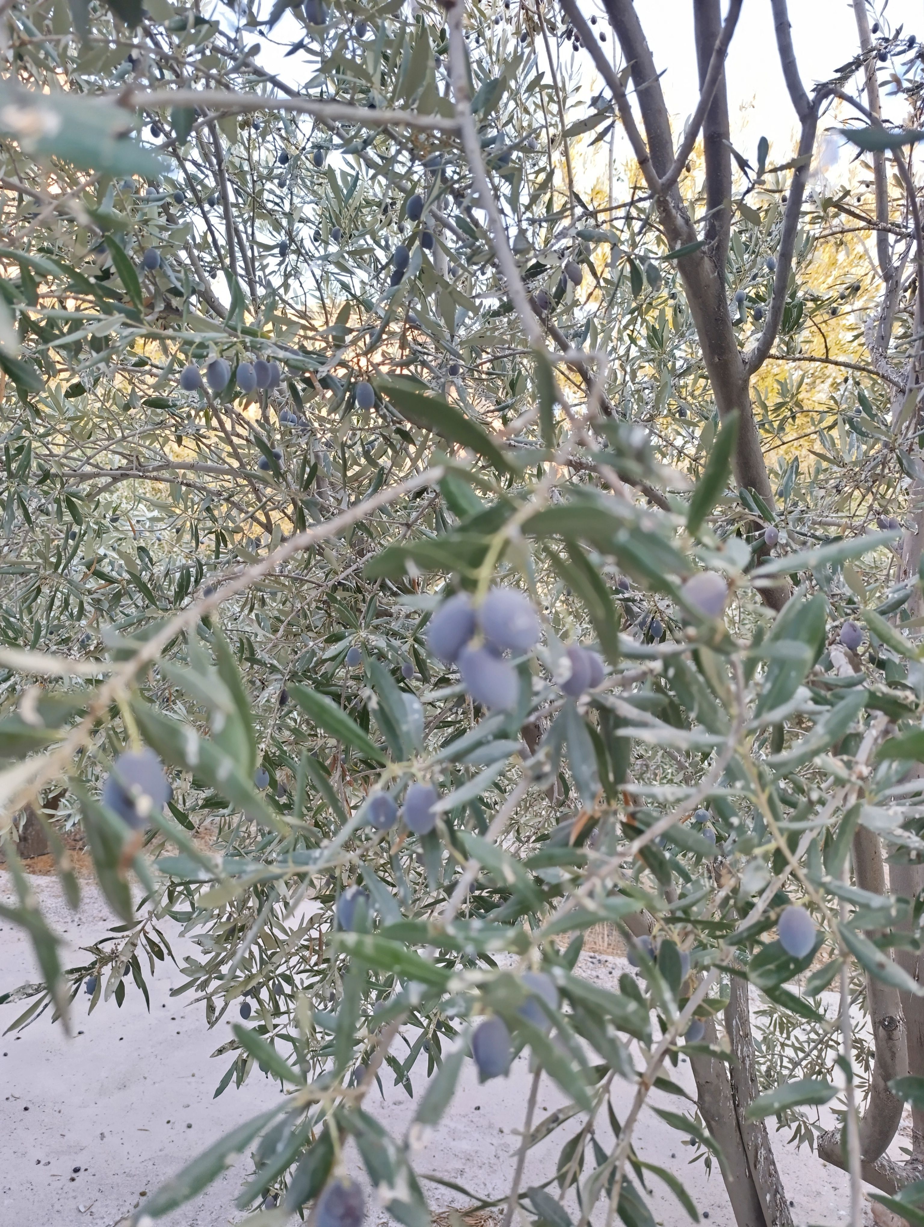 روغن زیتون اصل از باغ شخصی