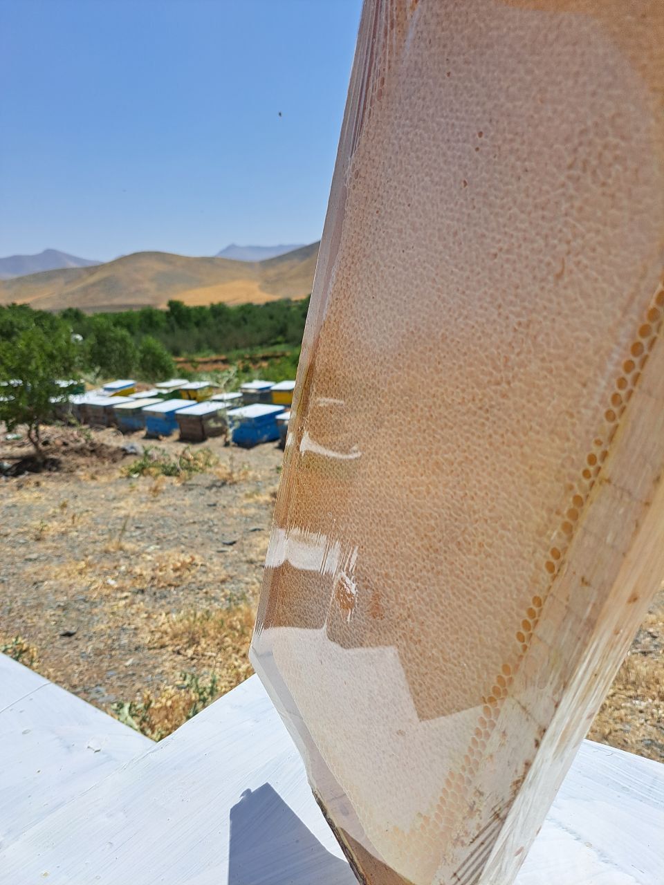 عسل طبیعی