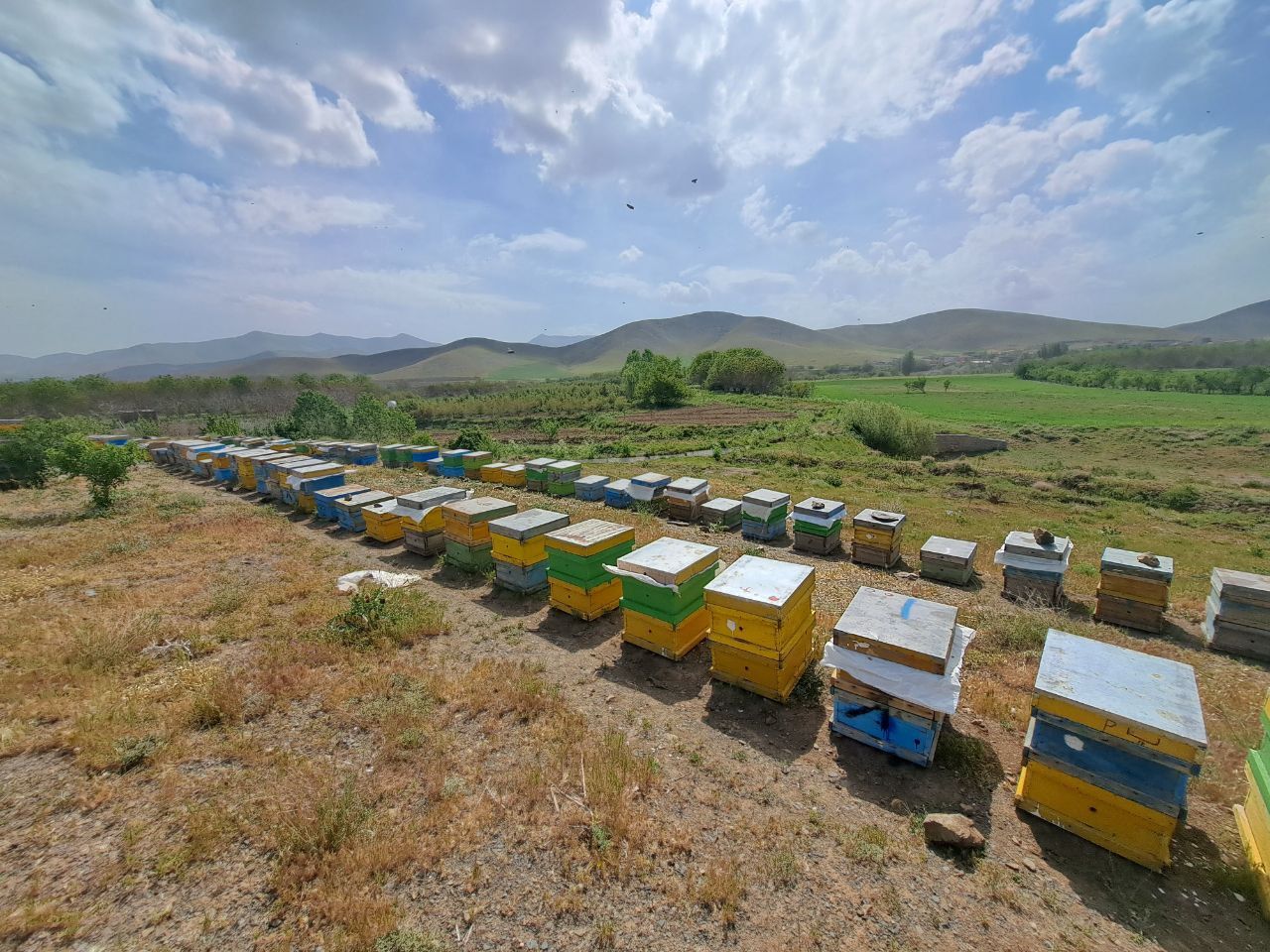 عسل طبیعی