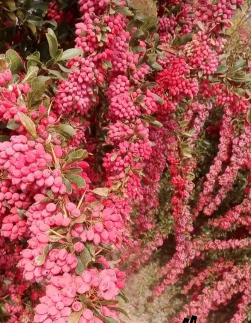 زرشک پفکی درجه یک جدید