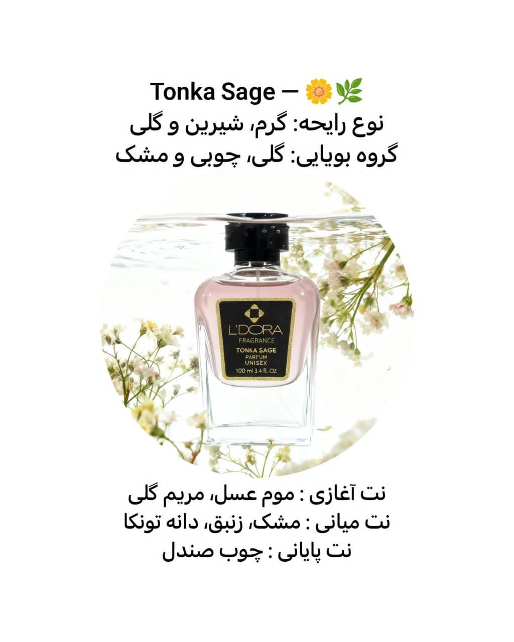 سفیران زیبایی