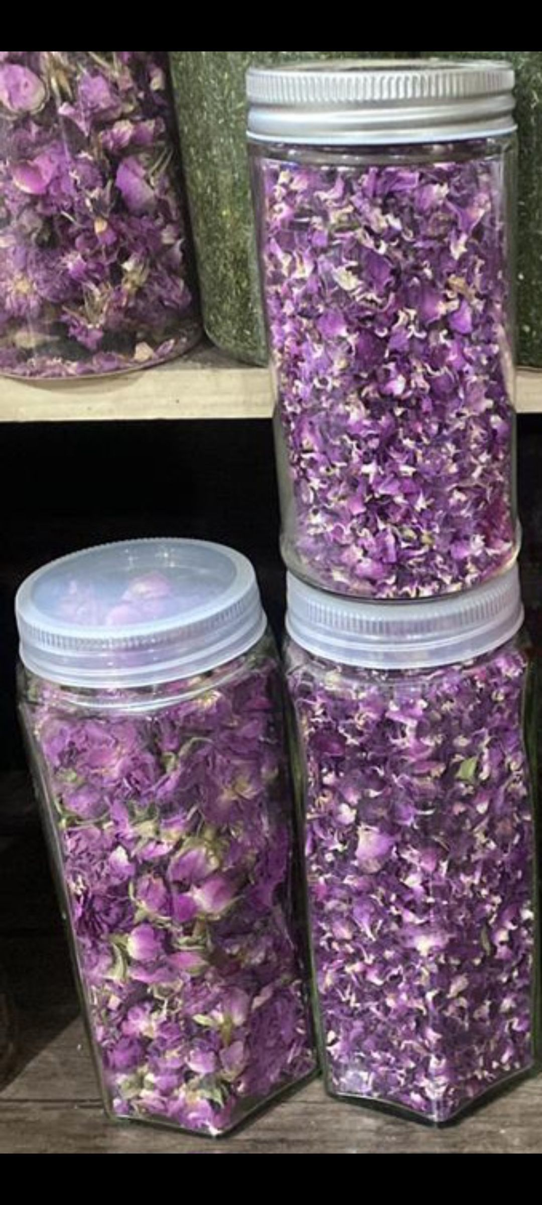 گل محمدی 