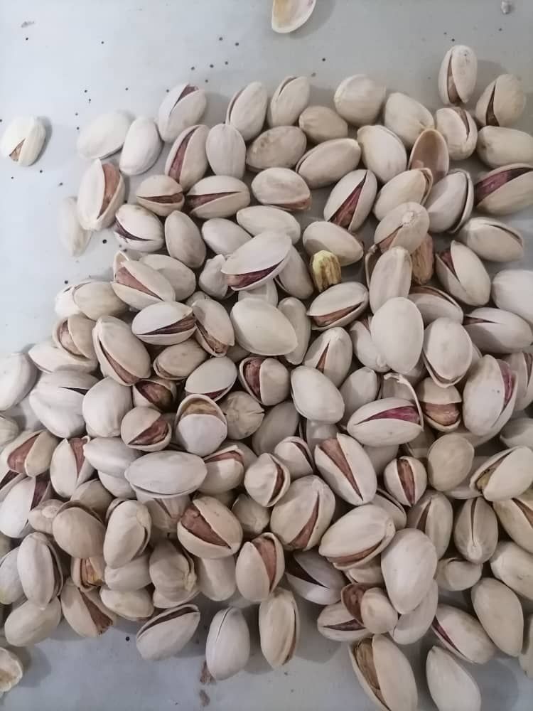 پسته و زعفران  باغ های خراسان جنوبی