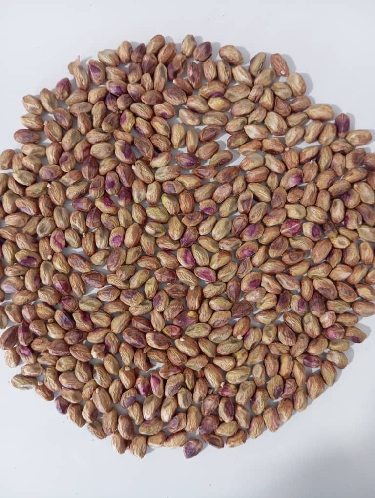 پسته و زعفران  باغ های خراسان جنوبی