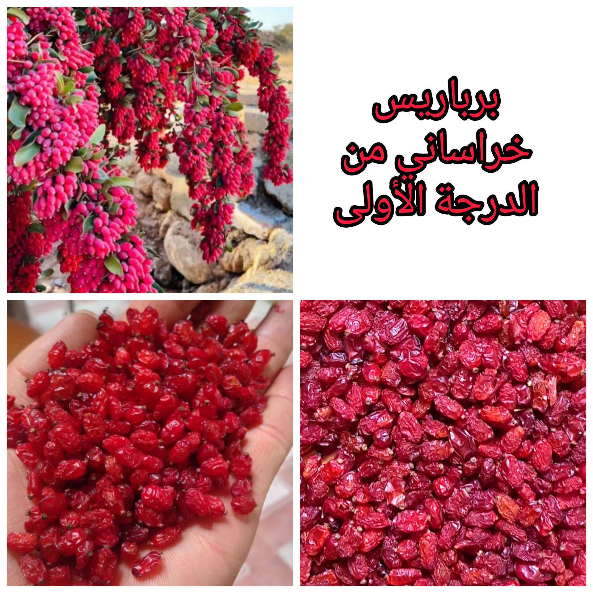 الزعفران و البرباریس و الهیل