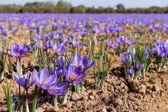زعفران درجه یک سوپر نگین صادراتی 
