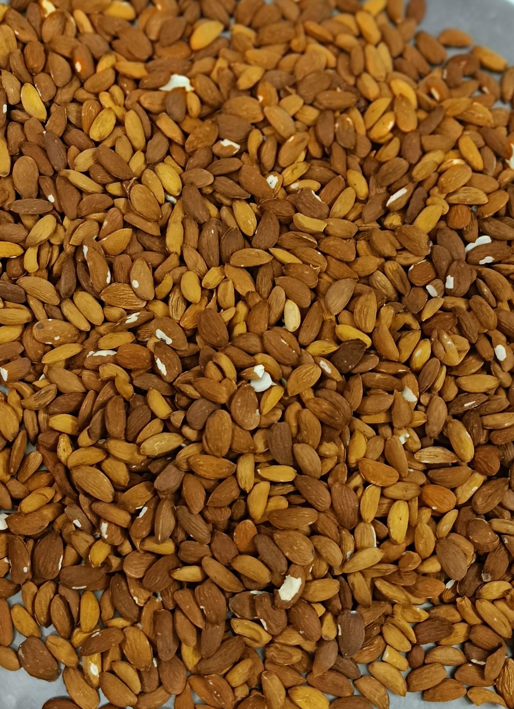 بادام کوهی شیرین 