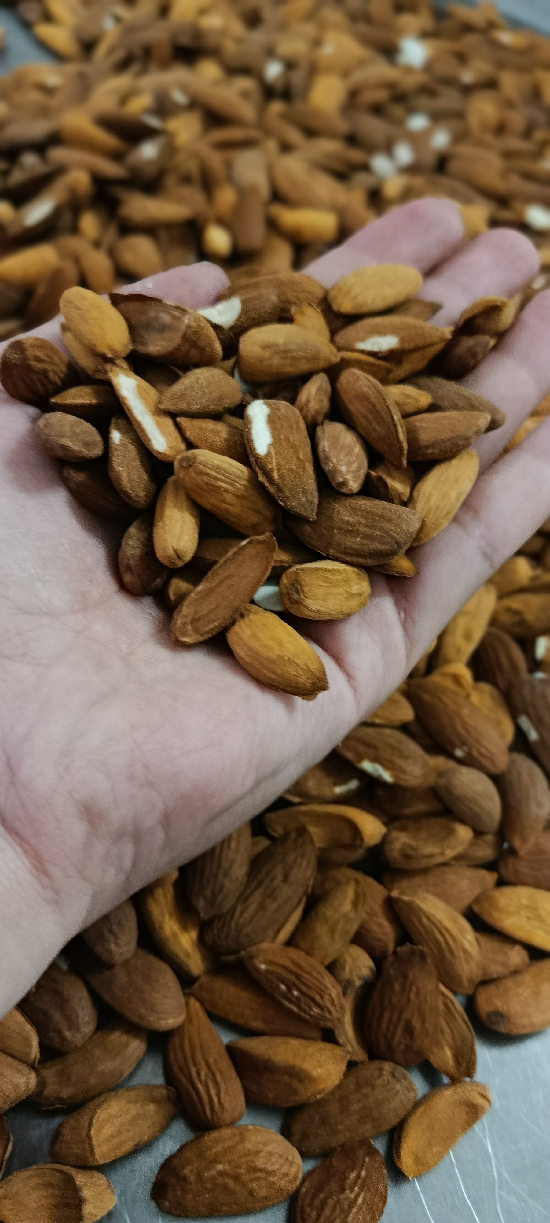 بادام کوهی شیرین 