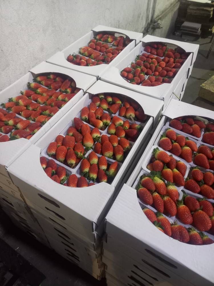 توت فرنگی گلخانه