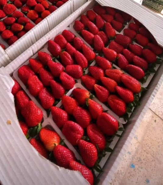 توت فرنگی گلخانه