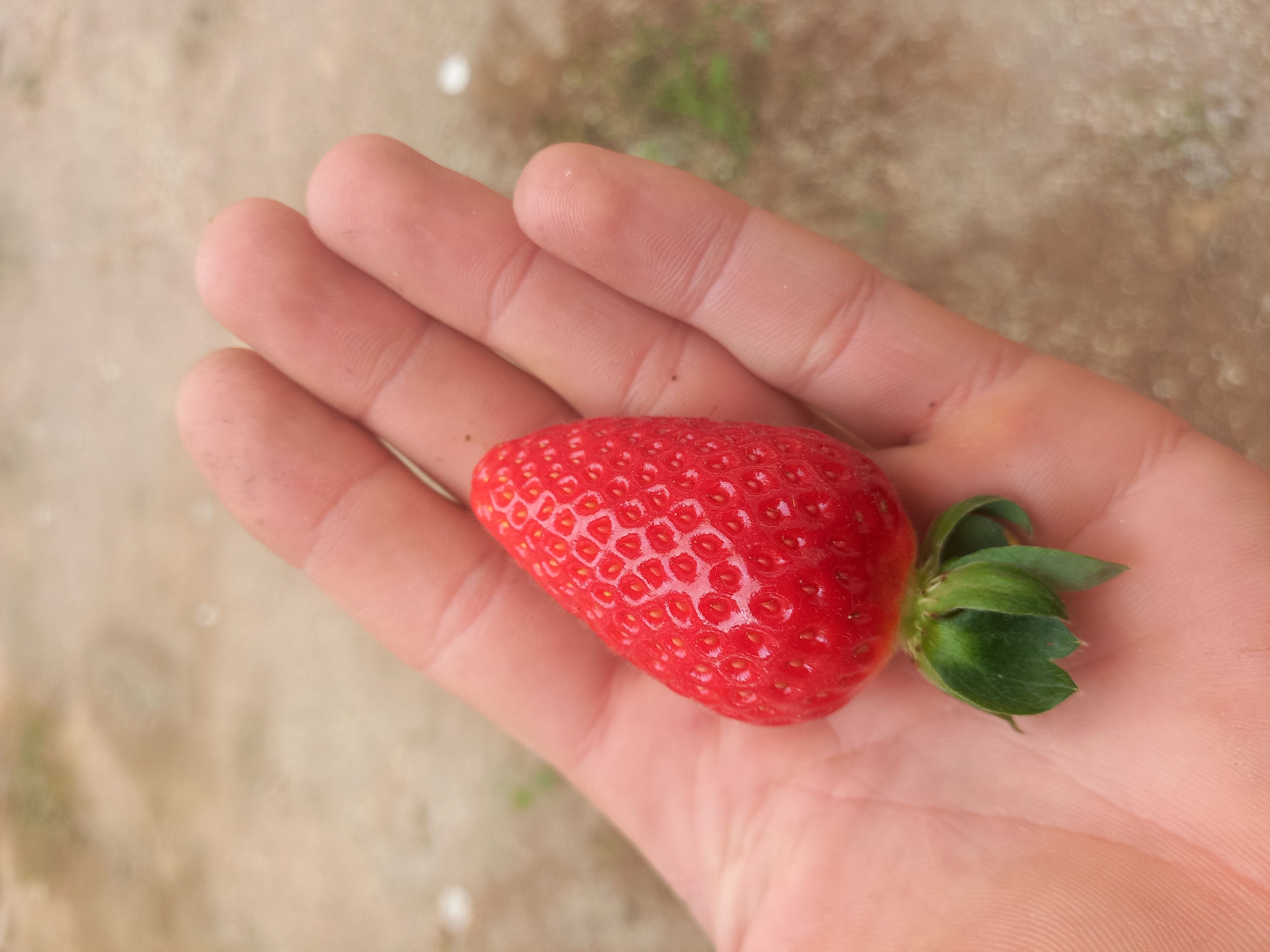توت فرنگی گلخانه