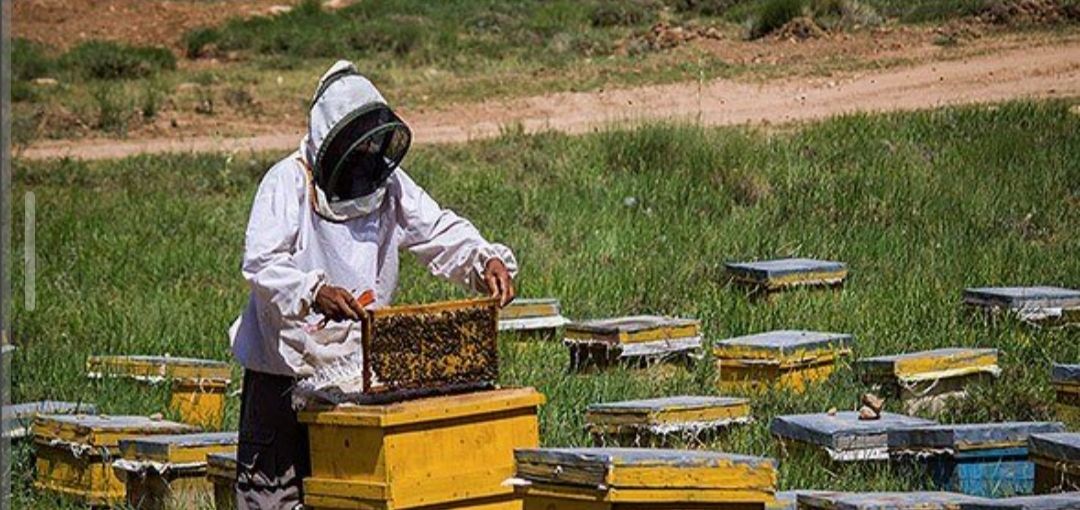 عسل طبیعی ۱۰۰٪ | کیفیت و طعم عالی