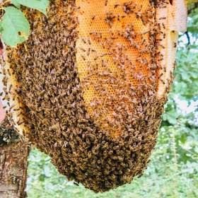 عسل کوهی سبلان طبیعی به شرط ازمایش 