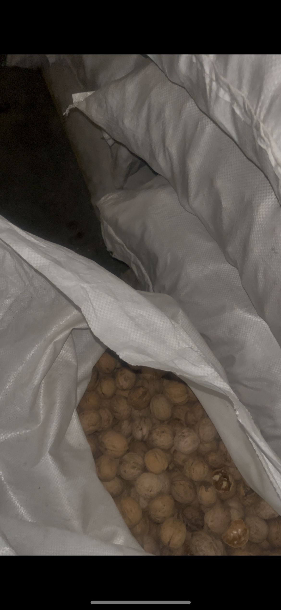 فروش عمده گردو و بادام درختی درجه یک