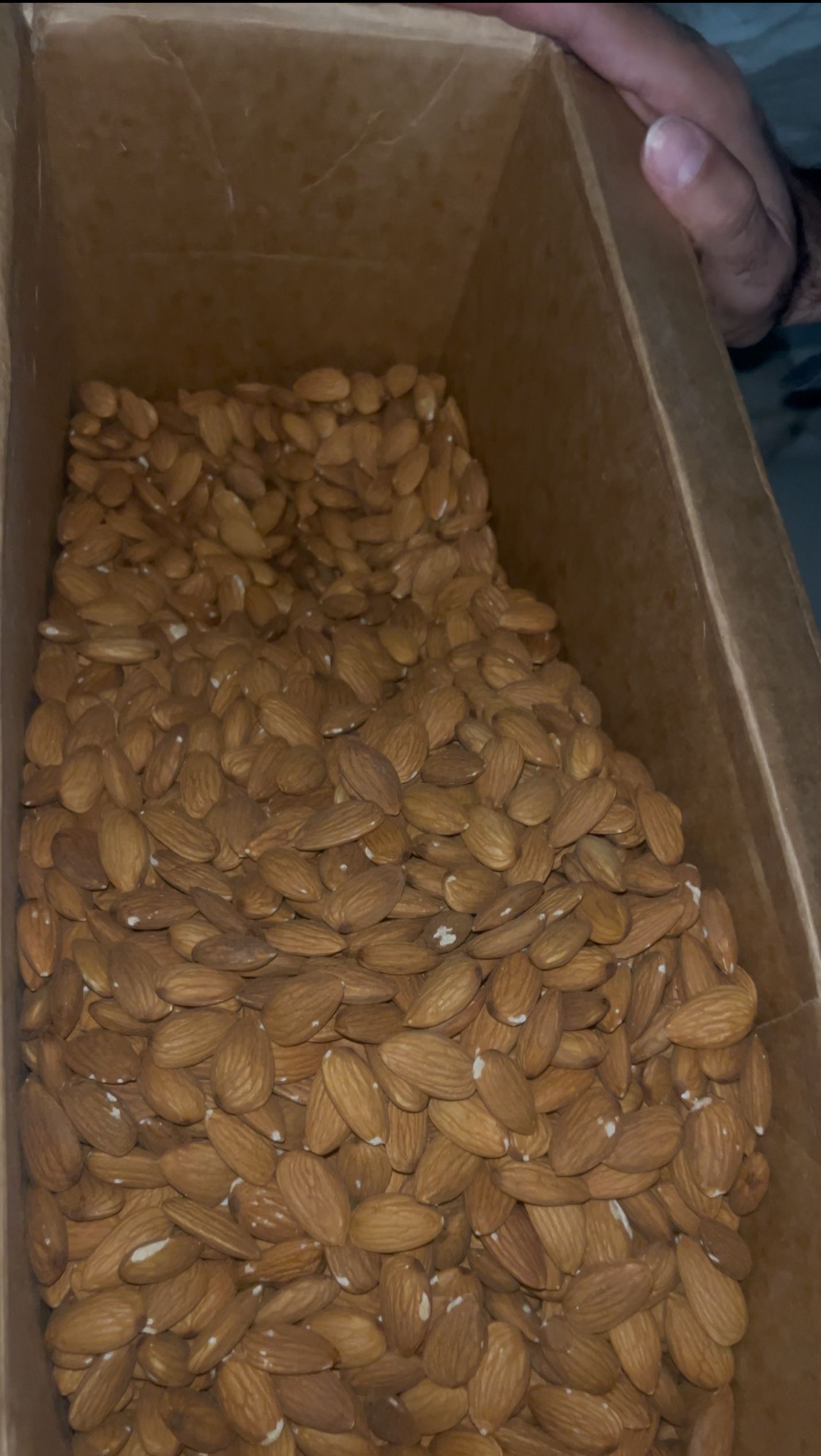 فروش عمده گردو و بادام درختی درجه یک