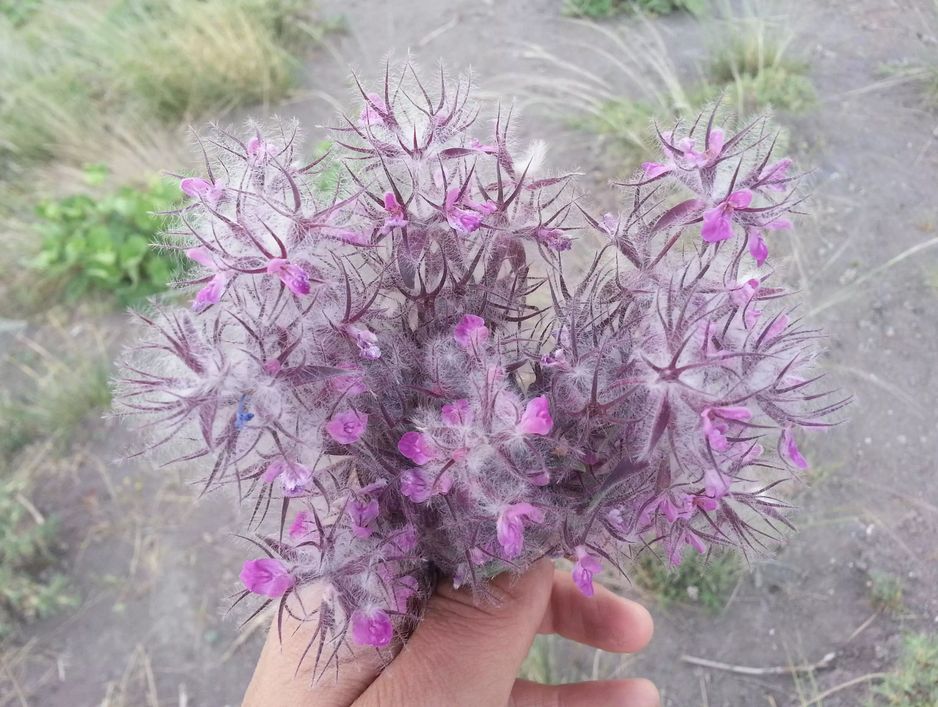 چای کوهی 