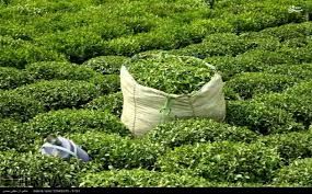 چای اصیل ایرانی