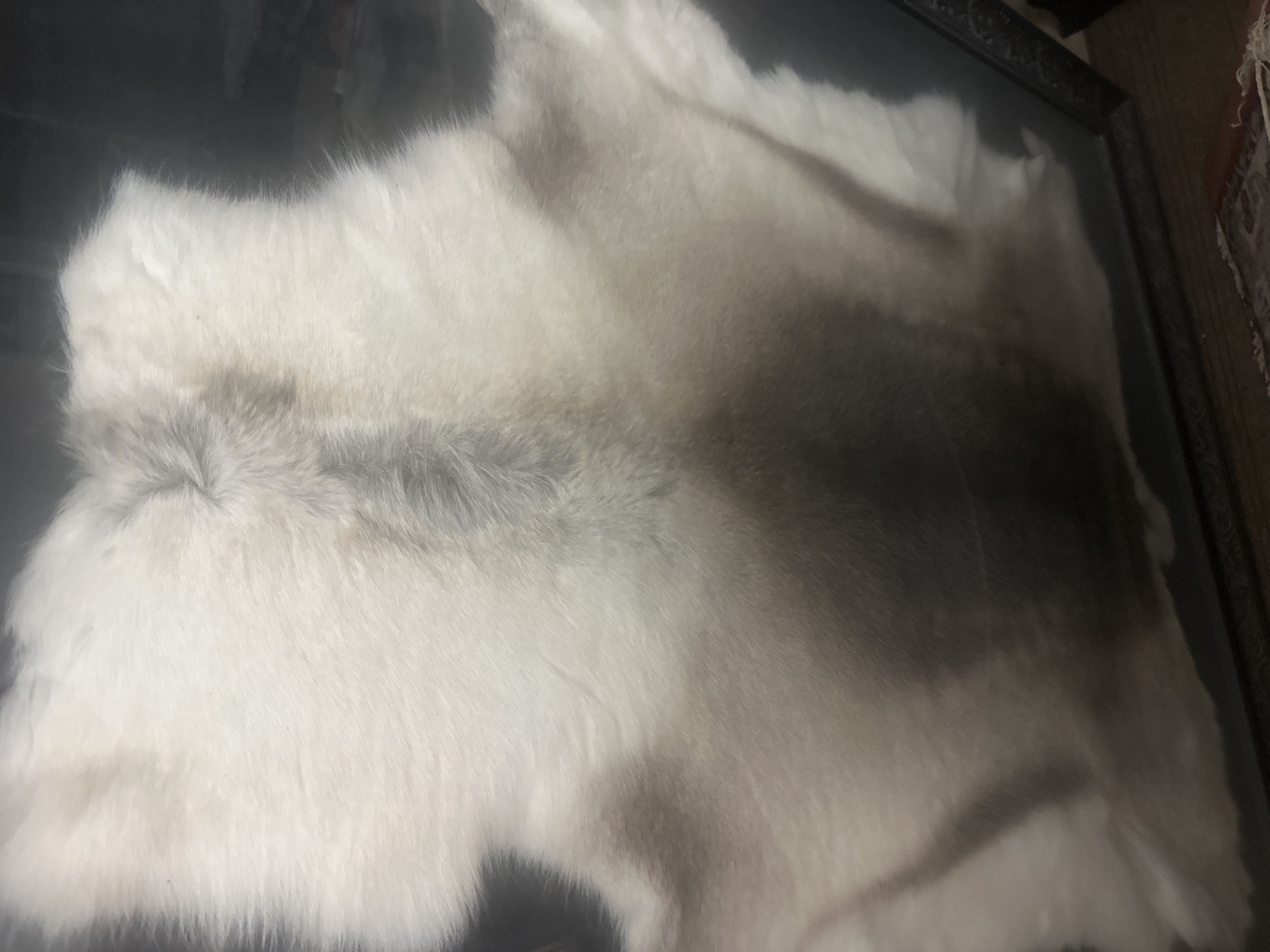 پوست ‌گوزن شمالی reindeer