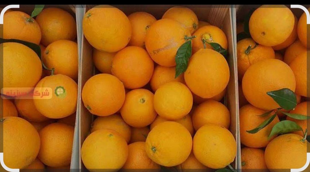 پرتقال دزفول اب دار