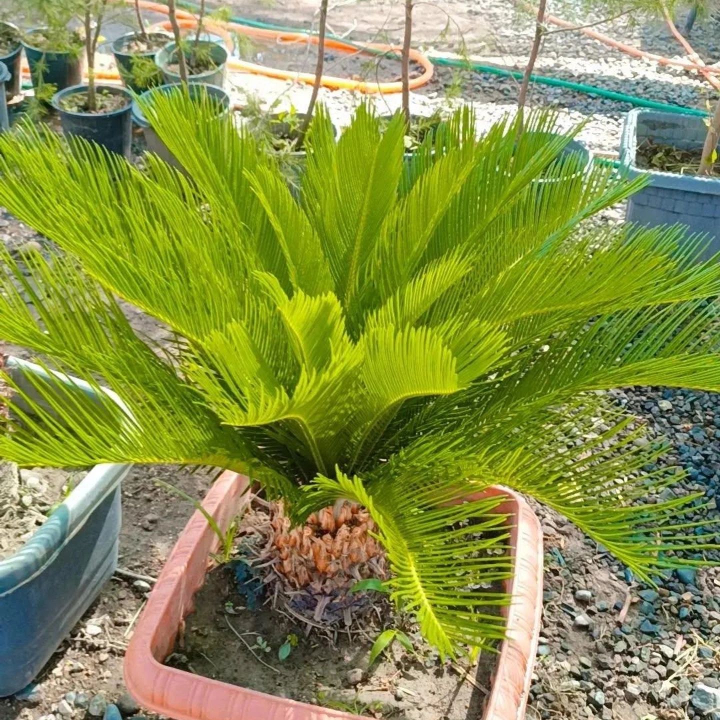فروش گل و گیاهان زینتی فضای سبز 