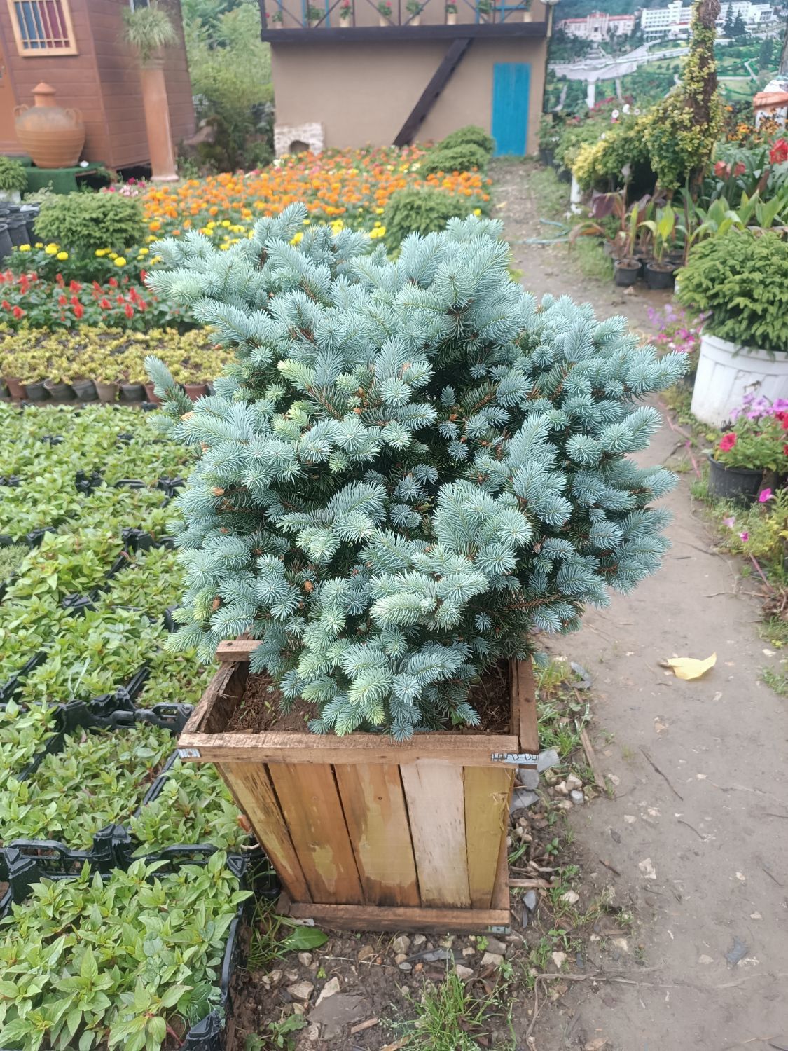 فروش گل و گیاهان زینتی فضای سبز 