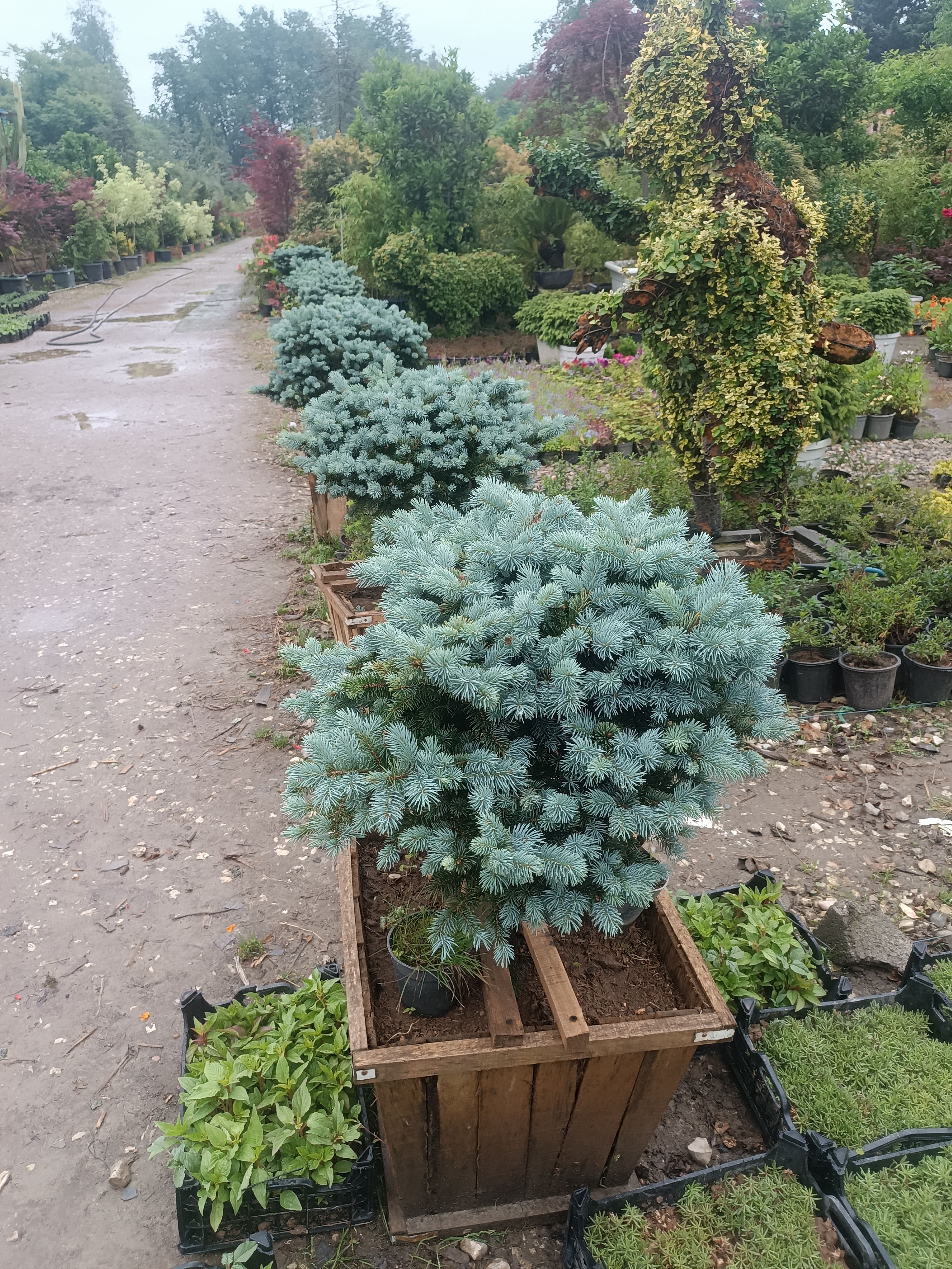 فروش گل و گیاهان زینتی فضای سبز 
