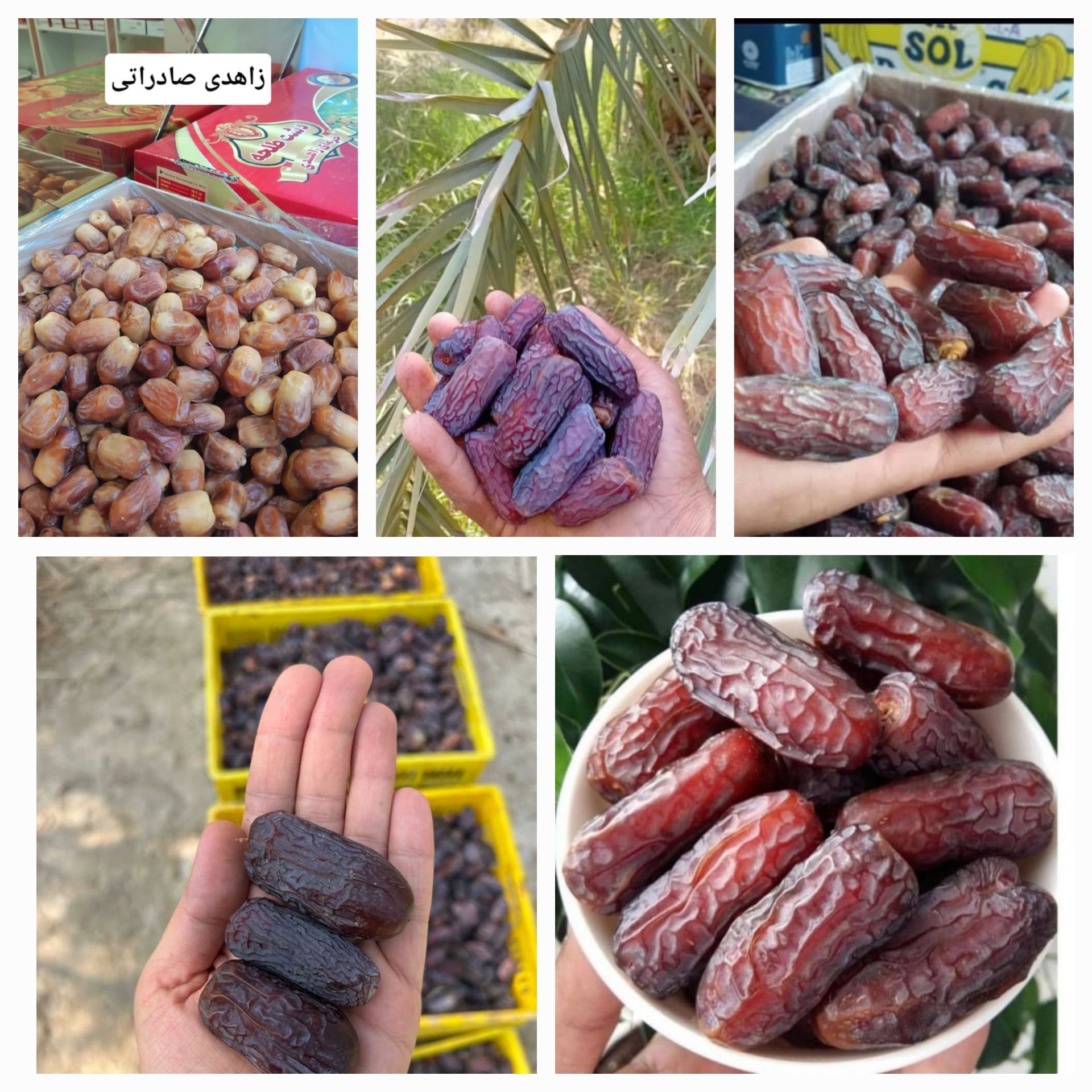 فروش خرمای اعلای جنوب ایران 