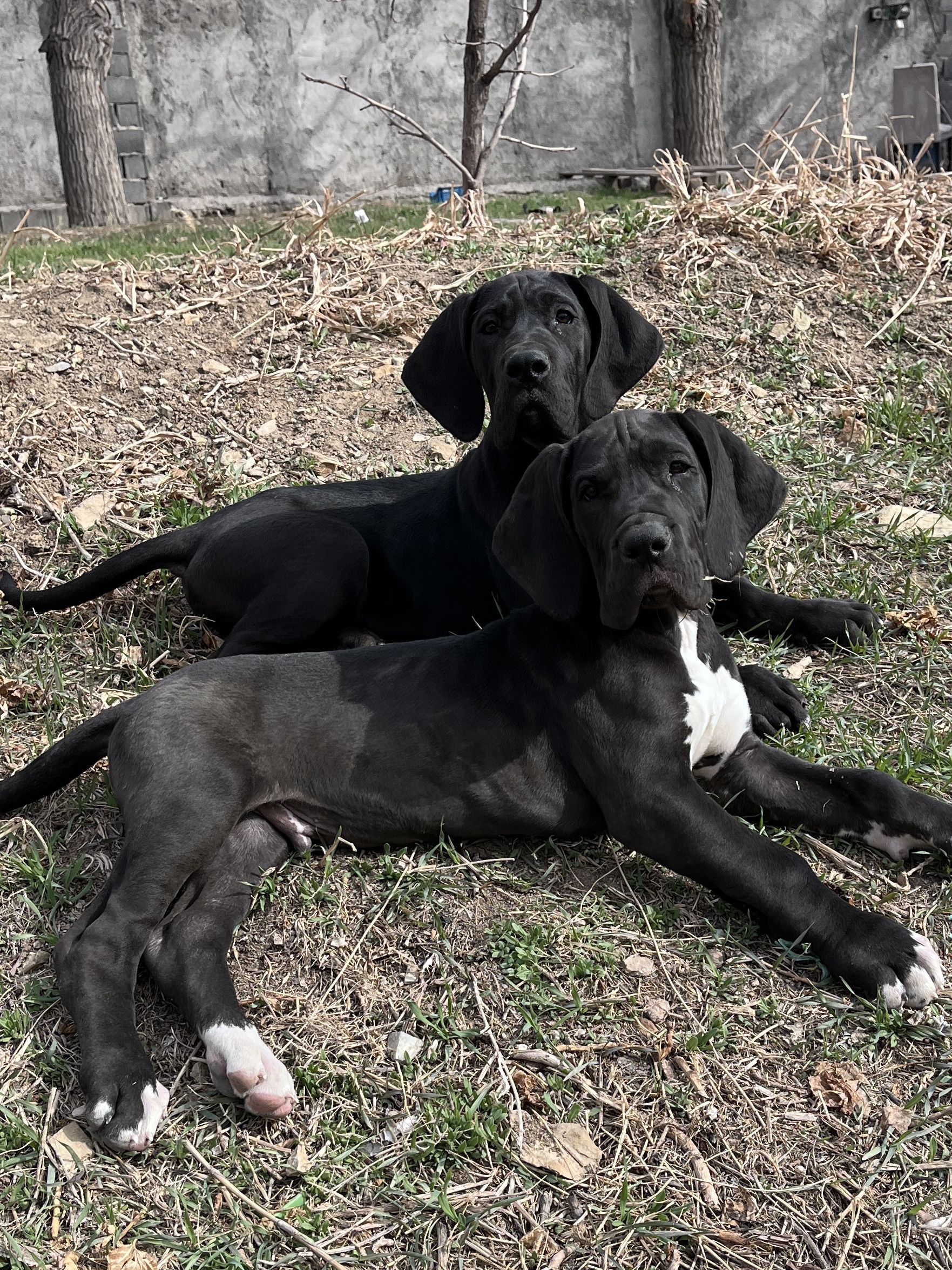 great dane dog