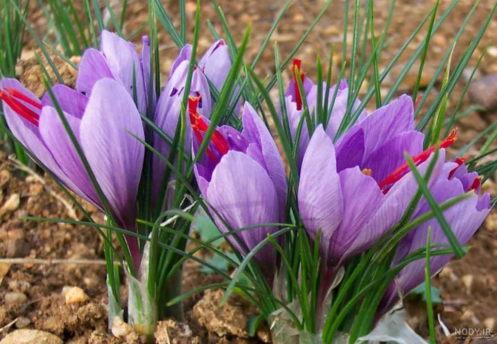 زعفران اعلاء برای عزیزان در امارات