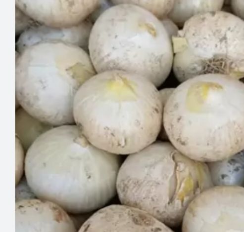 فروش سیر موسیر گردو