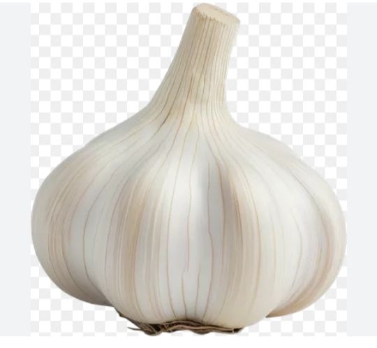 فروش سیر موسیر گردو