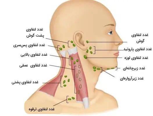 آموزش جامع فیشال کلینیکی