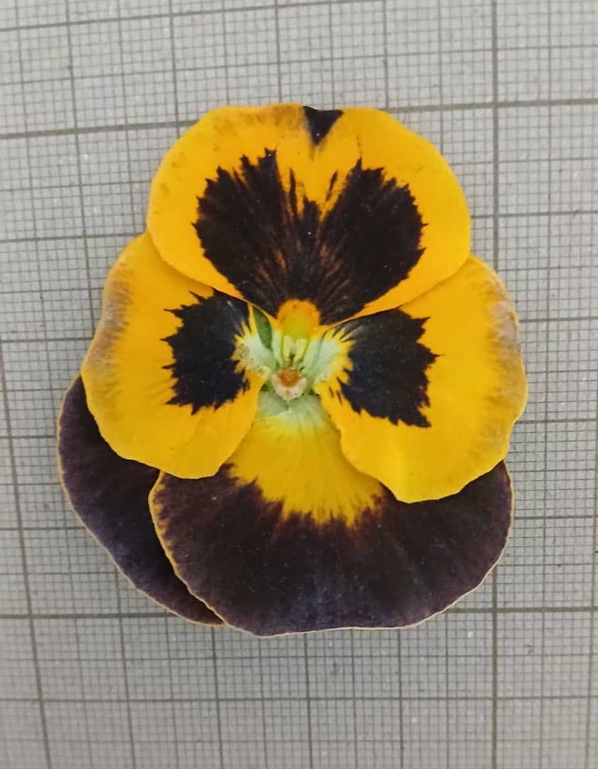 گل خشک بابونه