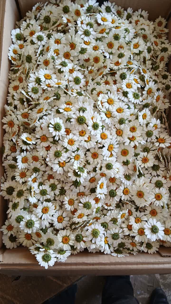 گل خشک بابونه