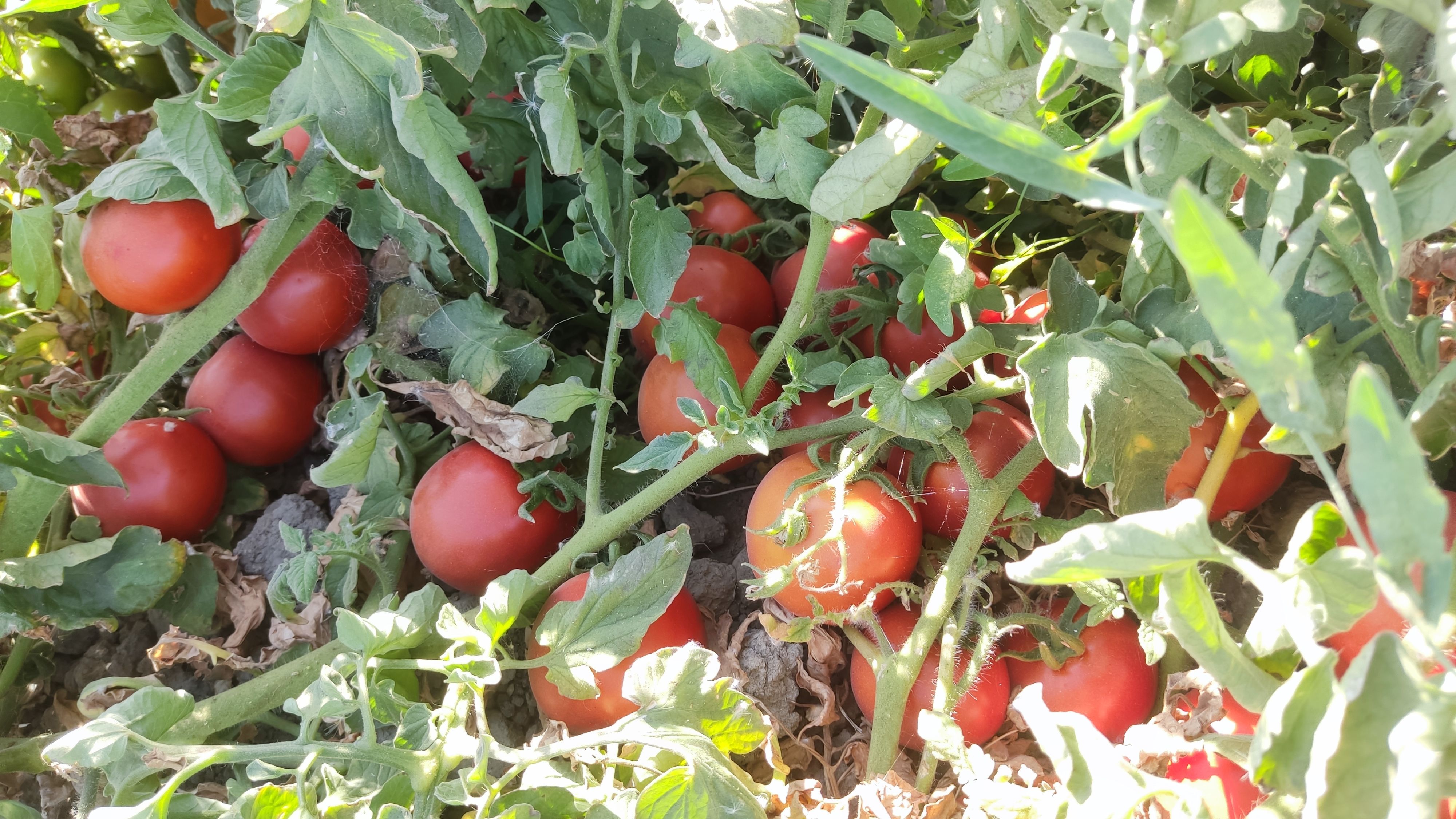 گوجه خشک 
