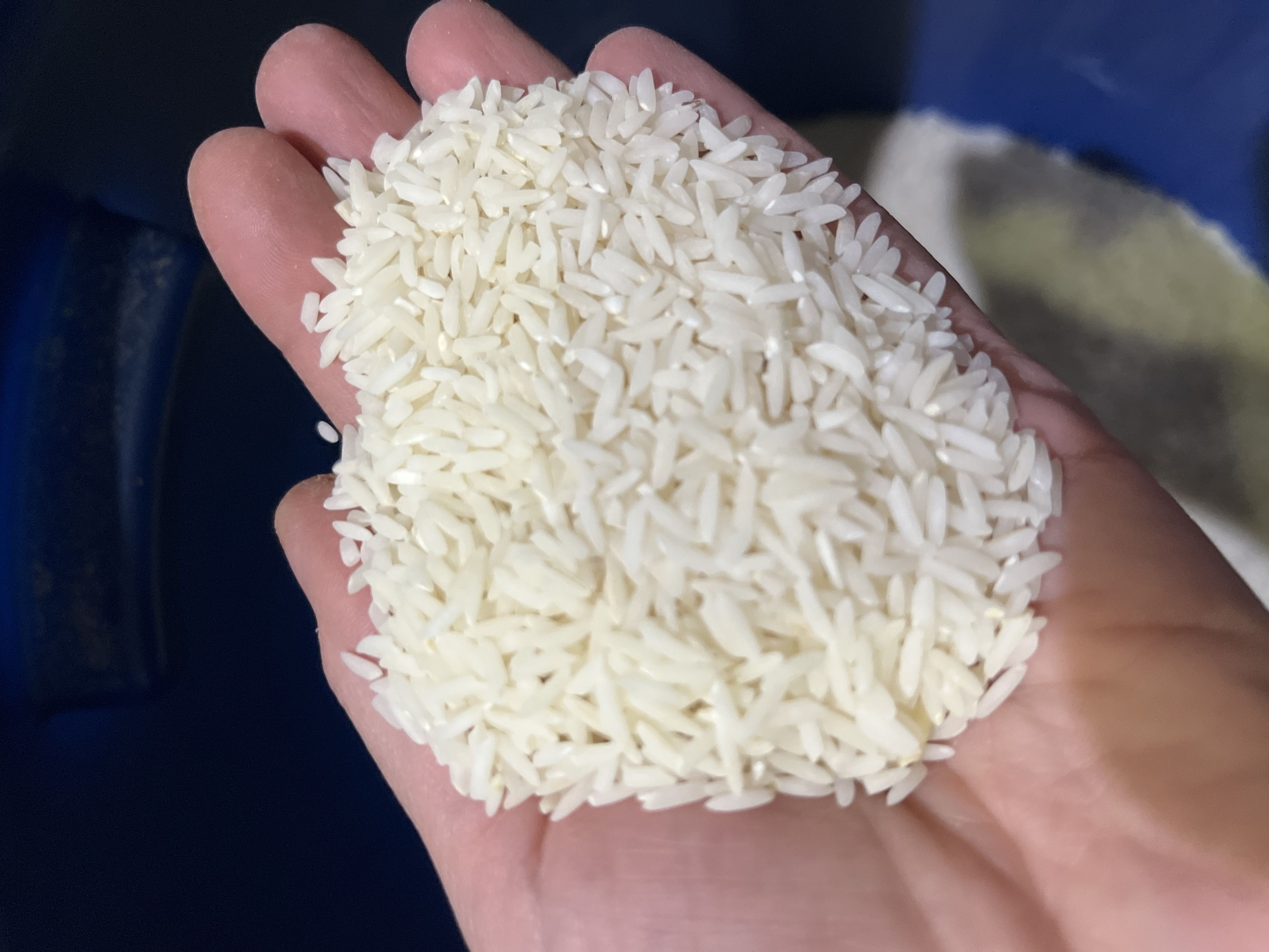 فروش برنج اعلا طارم 