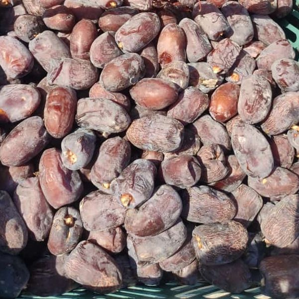 فروش خرما جنوب ایران