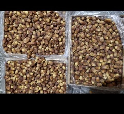 فروش خرما جنوب ایران