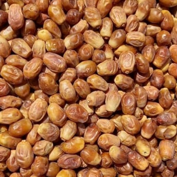 فروش خرما جنوب ایران