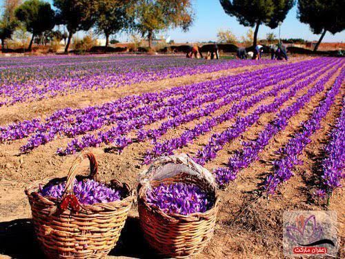 زعفران اصل ایرانی 