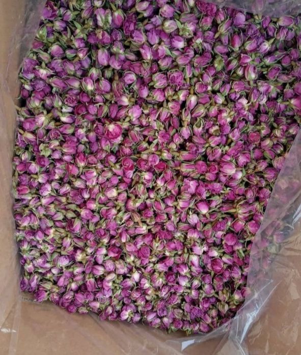 گل محمدی