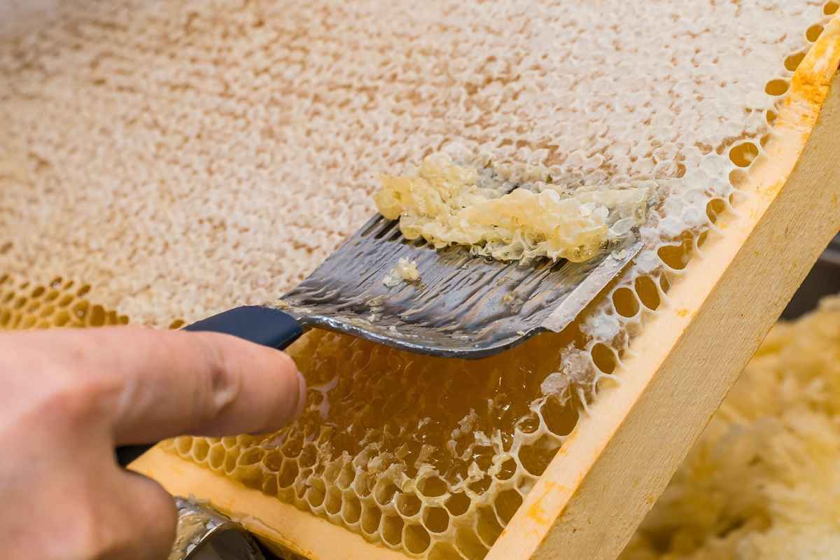 عسل طبیعی و حبوبات
