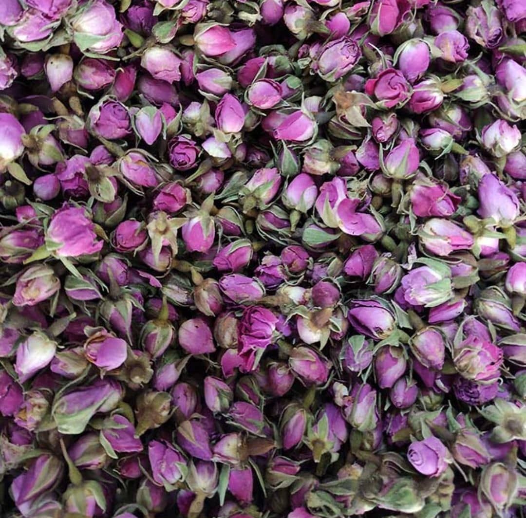 غنچه گل محمدی 