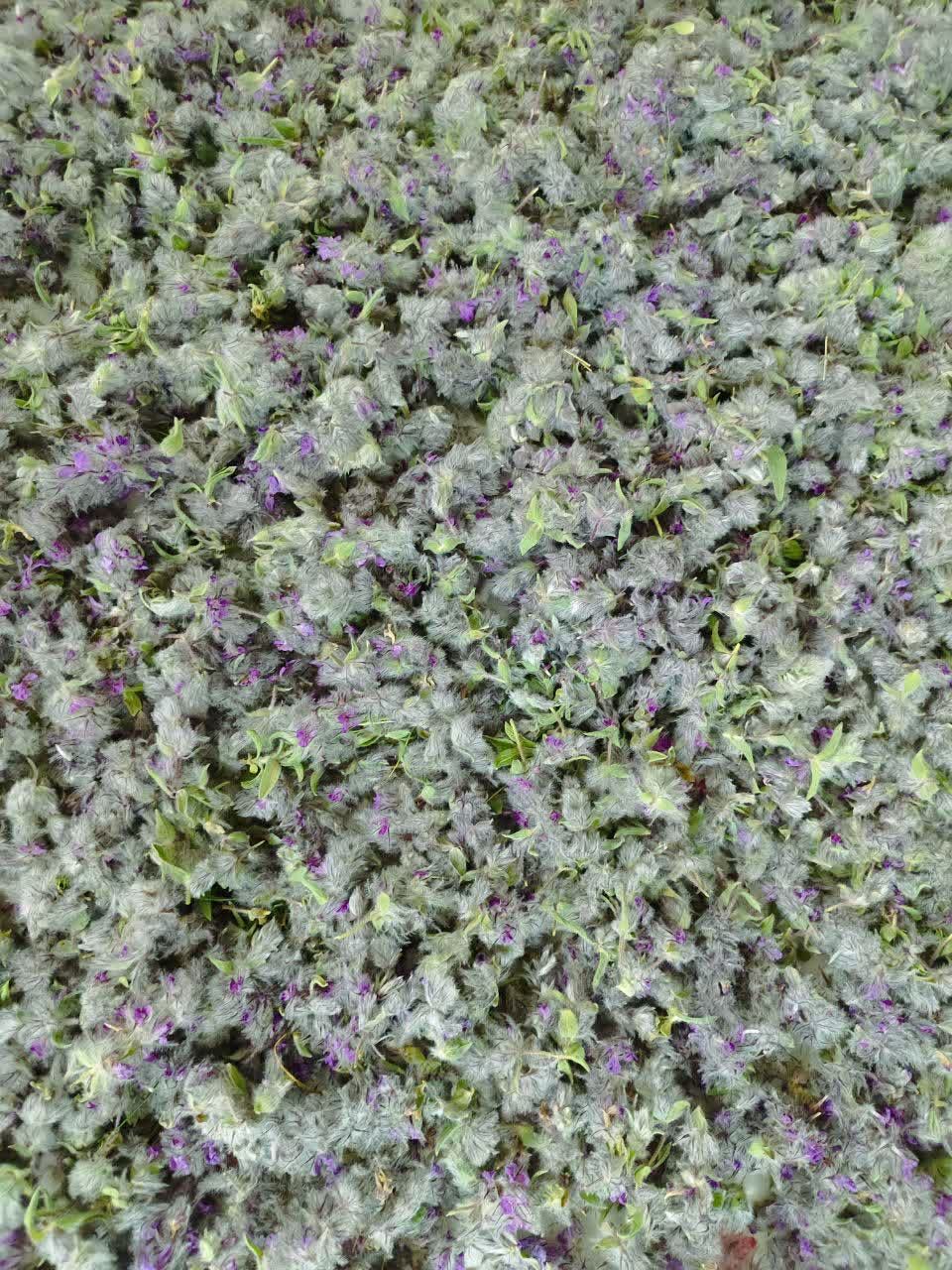 چای کوهی