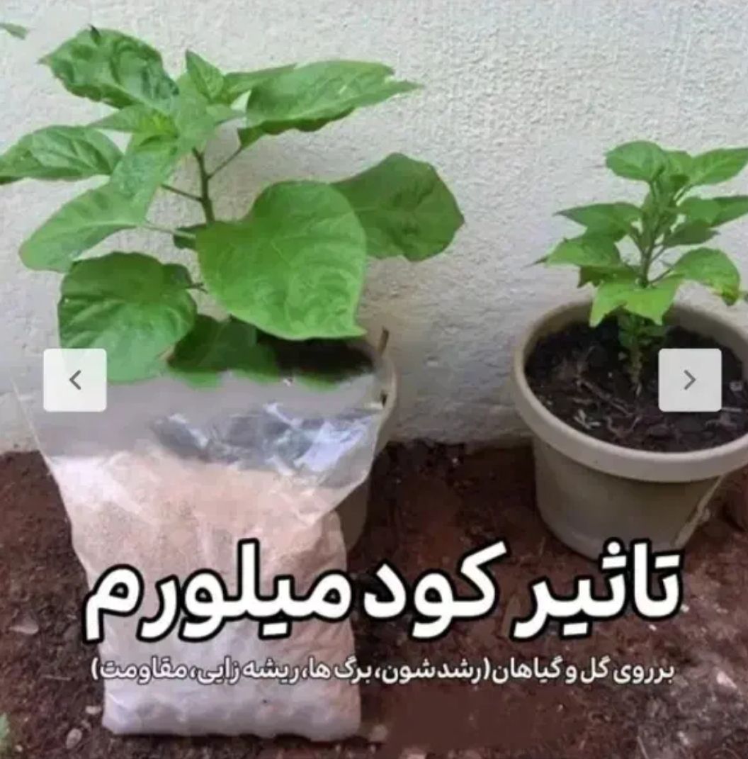 الغذاء المعجزة للرياضيين الحيوانات