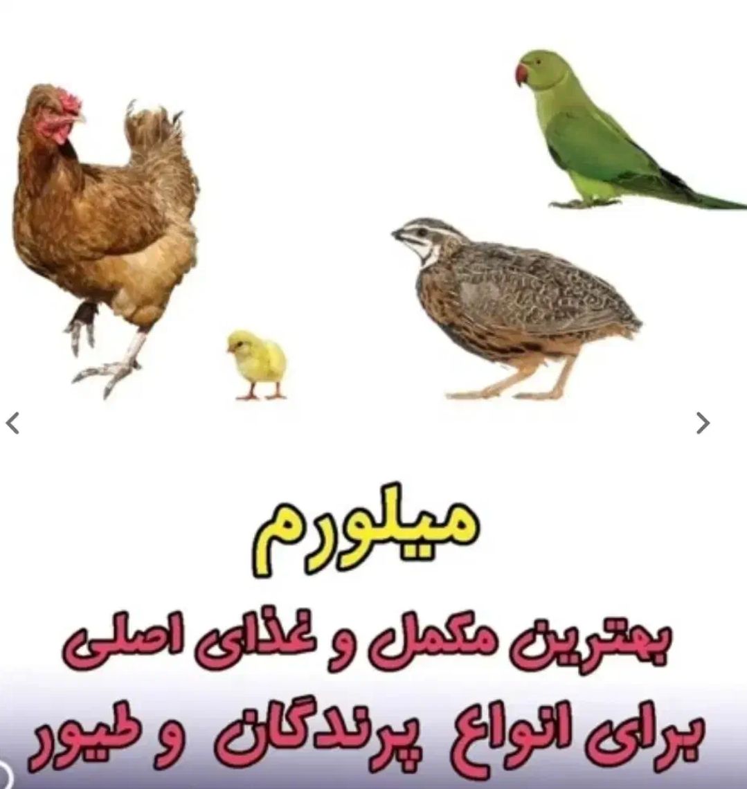 الغذاء المعجزة للرياضيين الحيوانات