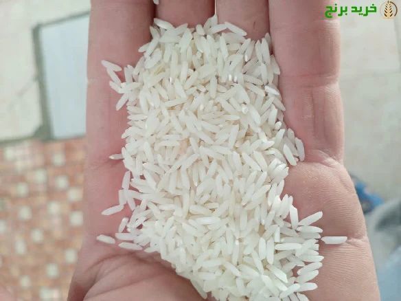 برنج طارم هاشمی درجه ١