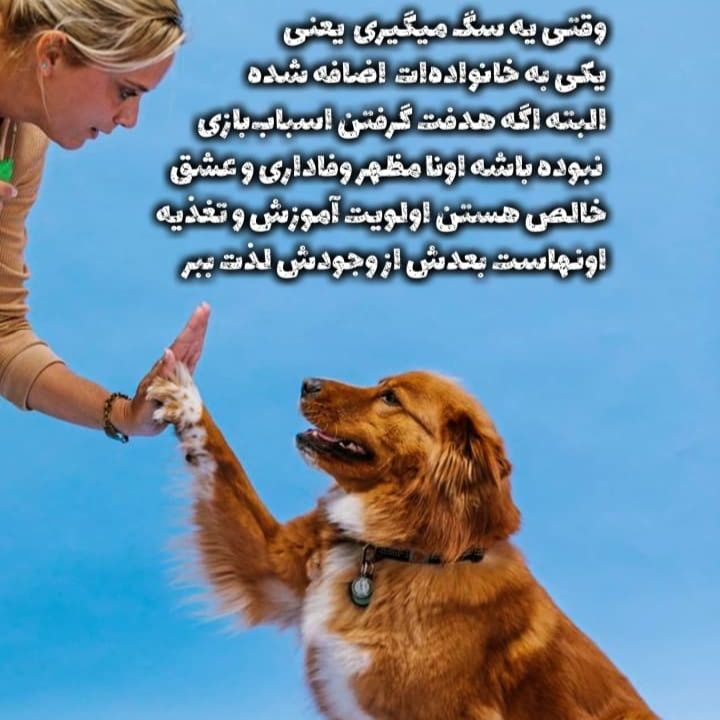آموزش نگهداری از سگ های خانگی