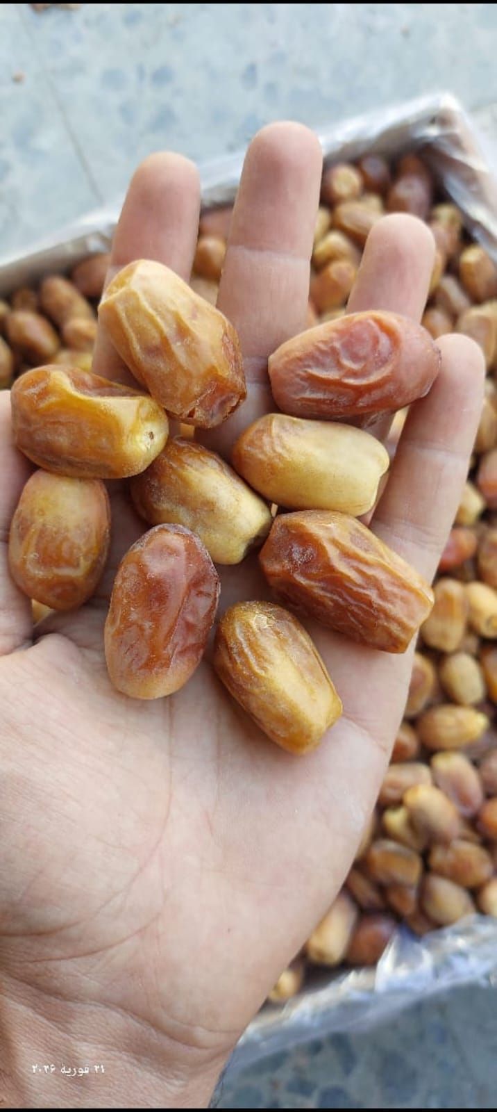 خرمای مضافتی صادراتی 